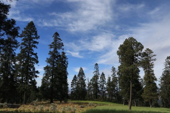 Cuidarán el Parque Nacional Pico de Orizaba, la montaña más alta de México