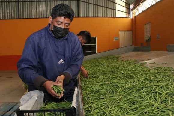 72853652-9257-4b58-ad95-3409e45c5fbc Vincula SDR a productores para exportar ejote a Canadá