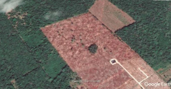 Captura de Pantalla 2021-11-29 a la(s) 13.20.59 (FOTOS) Talan selva en Quintana Roo para beneficiarse del programa Sembrando Vida