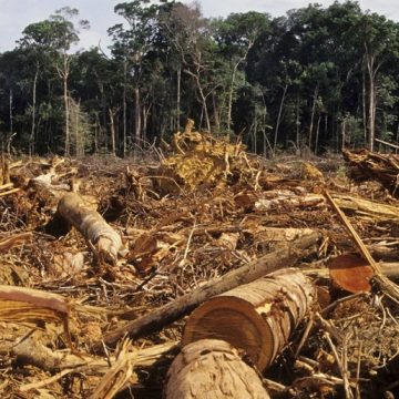 México si firmó la declaración para detener la deforestación mundial: SRE