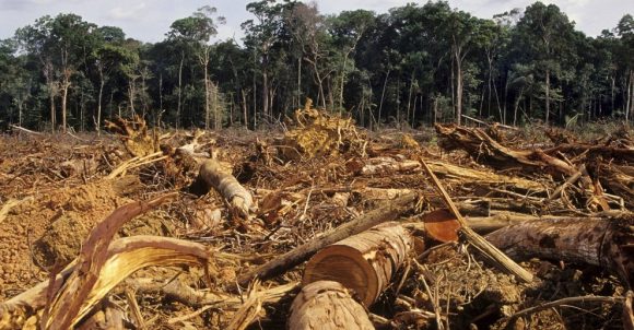 FAO-Deforestación-en-AL México si firmó la declaración para detener la deforestación mundial: SRE