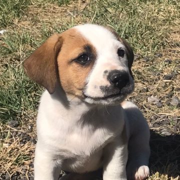 Arranca Ayuntamiento de Puebla jornadas de salud y bienestar para animales de compañía