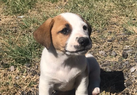 WhatsApp-Image-2021-11-28-at-9.11.29-AM Arranca Ayuntamiento de Puebla jornadas de salud y bienestar para animales de compañía
