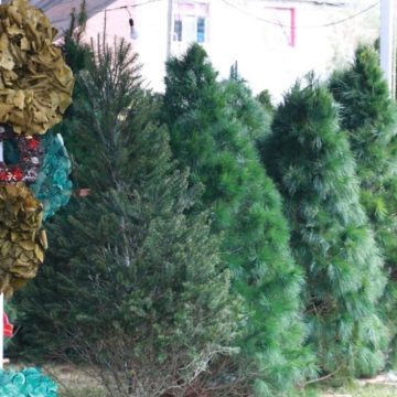 Lista la expo venta de árboles navideños en avenida Margaritas y Nacional