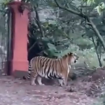 Tigre de bengala atemoriza a vecinos de Tapalpa, Jalisco