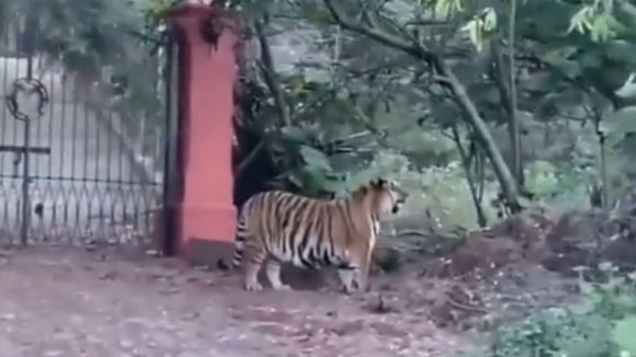 Tigre de bengala atemoriza a vecinos de Tapalpa, Jalisco