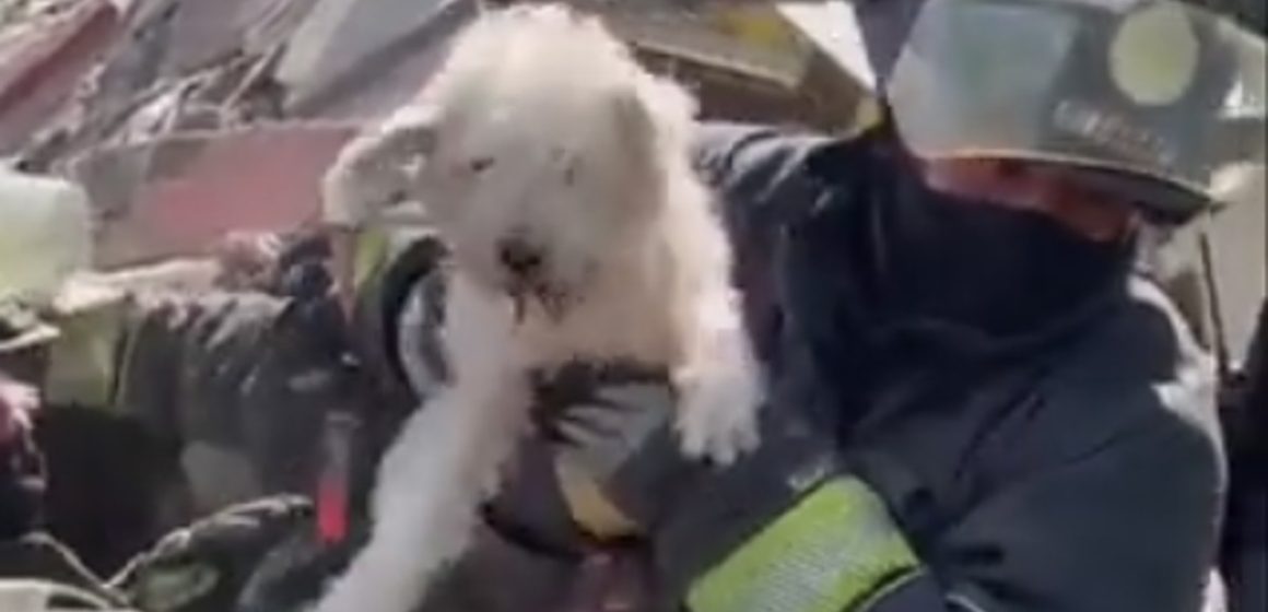 Bomberos rescatan a perrito atrapado en los escombros de la explosión en Pensil Norte
