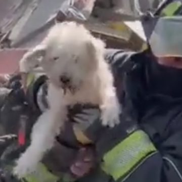 Bomberos rescatan a perrito atrapado en los escombros de la explosión en Pensil Norte