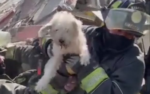 Bomberos rescatan a perrito atrapado en los escombros de la explosión en Pensil Norte