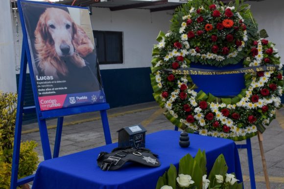 Con emotiva ceremonia, SSC dio último adiós a Lucas, ejemplar especializado en detección de narcóticos