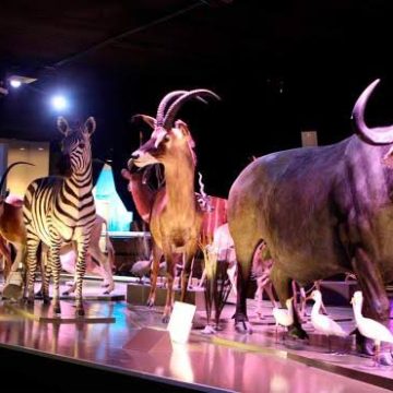 Realizará Cultura últimas dos ediciones de Noche de Museos