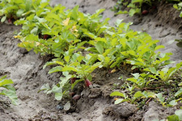 campo-238664 Nuestro campo camina, está en en movimiento, indicó el gobernador Miguel Barbosa Huerta