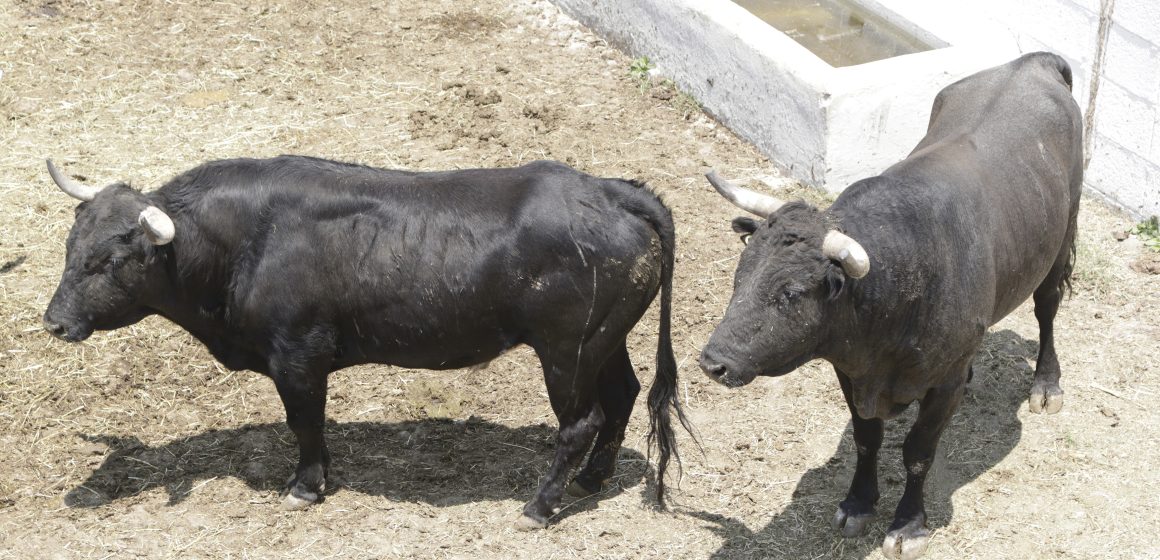 Diputados de CDMX aprueban dictamen para prohibir corrida de toros