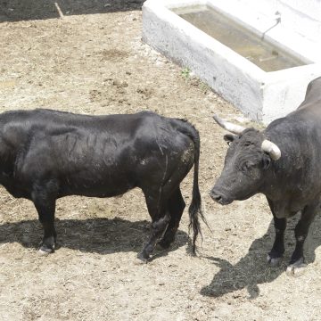 Diputados de CDMX aprueban dictamen para prohibir corrida de toros