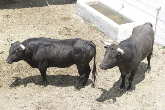 ganaderias-tauromaquia-379419-1 Diputados de CDMX aprueban dictamen para prohibir corrida de toros