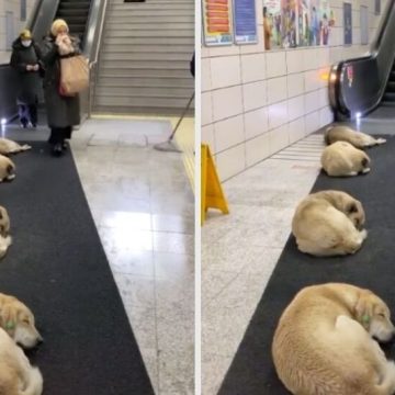 En Turquía dejan que perritos callejeros duerman en el Metro por el frío