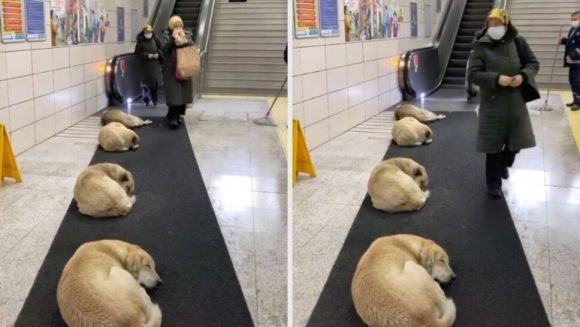 En Turquía dejan que perritos callejeros duerman en el Metro por el frío