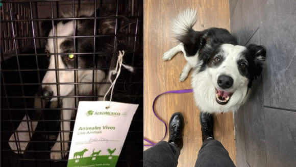 Denuncia Pasajera que Aeroméxico extravió a su perrito Kobe