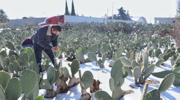 Atiende gobierno a familias de Tlachichuca y Acatzingo afectadas por caída de aguanieve