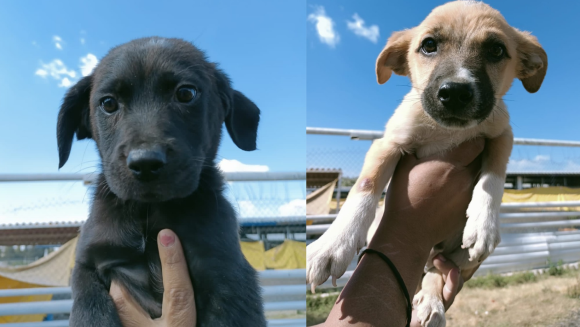 Ayuntamiento de Puebla invita a adoptar y dar una segunda oportunidad a animales de compañía