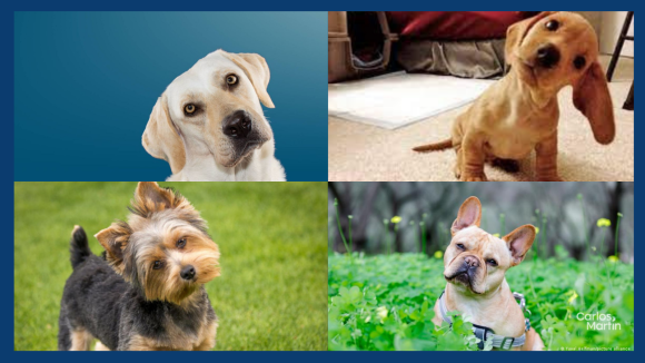 ¿Por qué los perros inclinan la cabeza cuando les hablas?