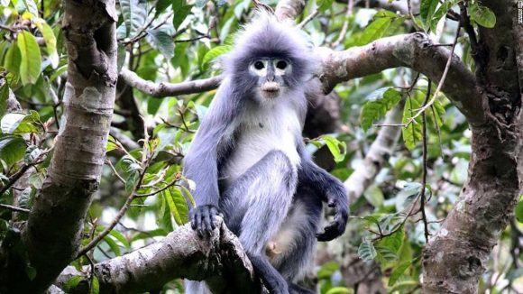 (FOTOS) Descubren 224 nuevas especies en el Gran Mekong