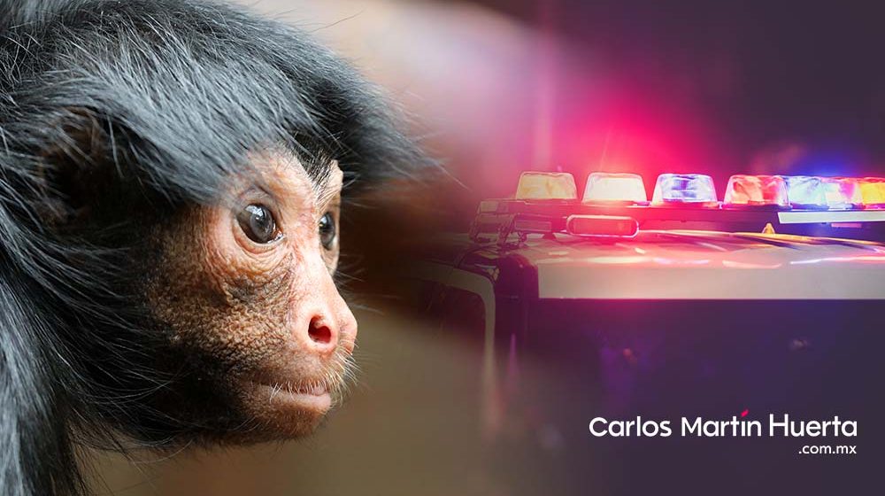Detiene Policía Estatal a hombre que presuntamente pretendía vender un mono araña
