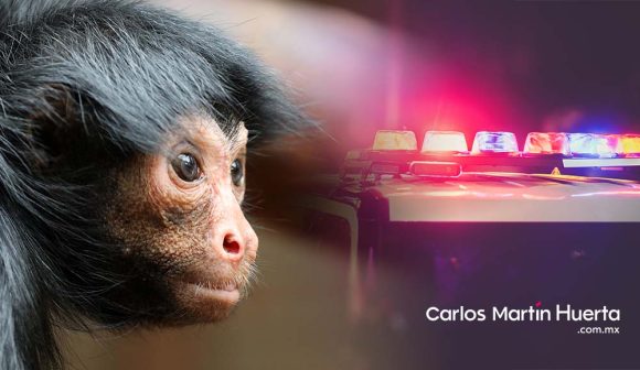 Detiene Policía Estatal a hombre que presuntamente pretendía vender un mono araña