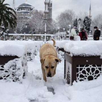 Rescata del frío a 63 cachorros con hipotermia