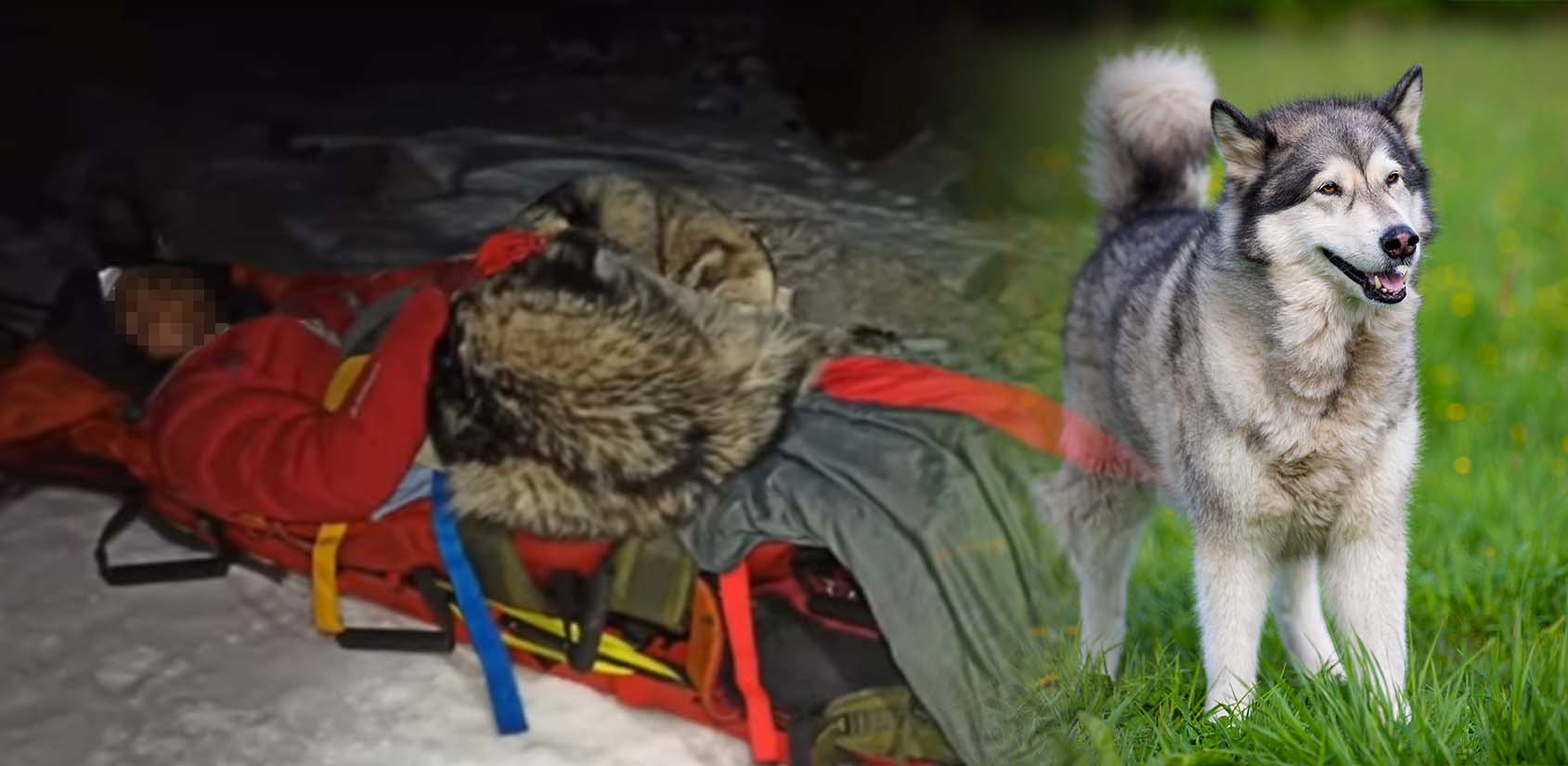 Perro salva a montañista de morir de hipotermia