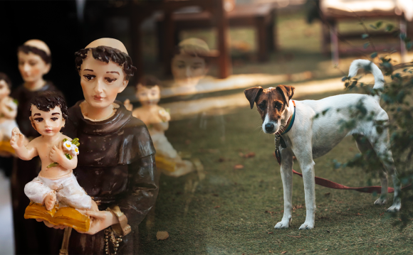 Se realizan hoy misas para bendecir mascotas