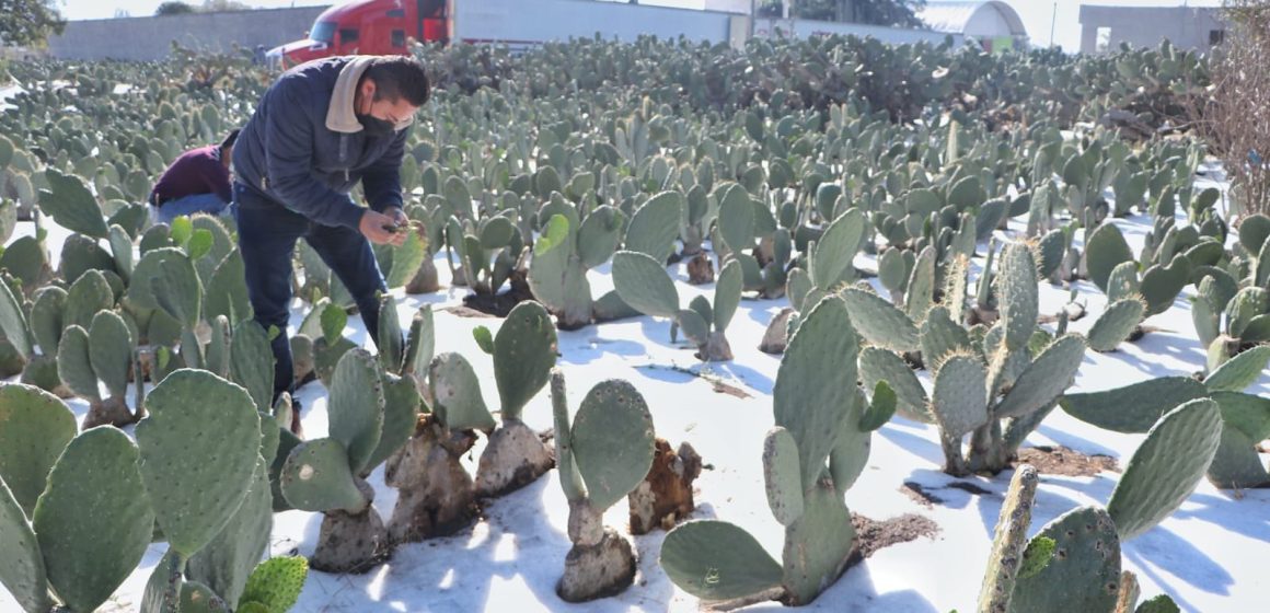 Granizada azota ahora Acatzingo