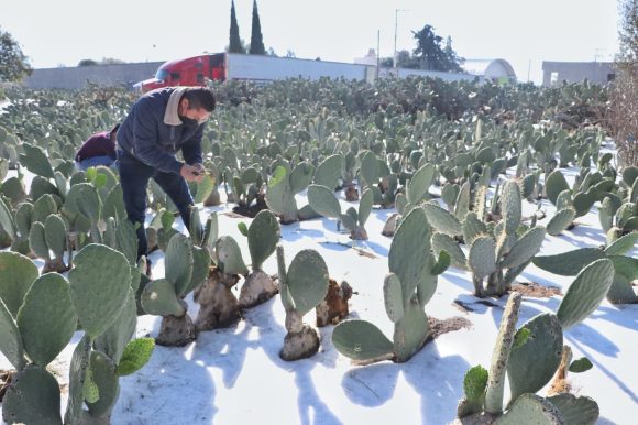 WhatsApp-Image-2022-01-09-at-1.22.38-PM1 Granizada azota ahora Acatzingo