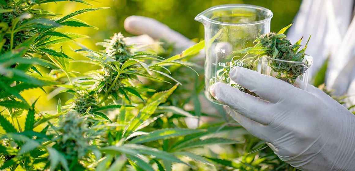 Planta de cannabis podría evitar contagios covid: estudio