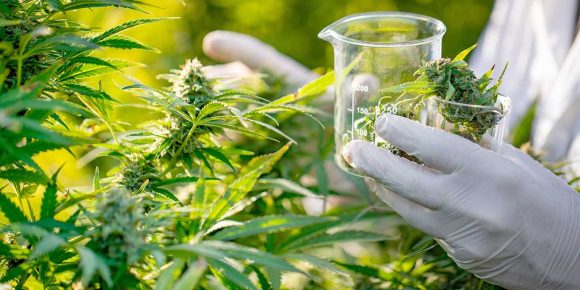 Planta de cannabis podría evitar contagios covid: estudio