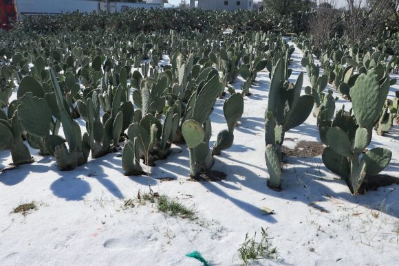 f954cc17-ada4-4b6e-b45d-3bd1b11410bc Realiza SDR supervisión de daños por aguanieve en Acatzingo