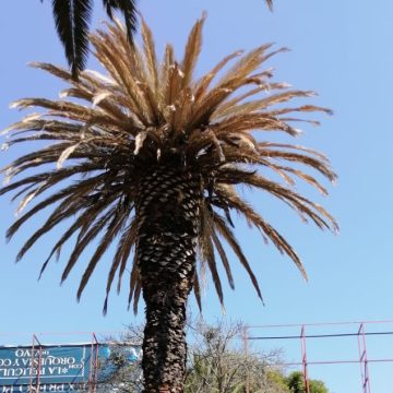 Inicia Ayuntamiento de Puebla el tratamiento de 150 palmeras