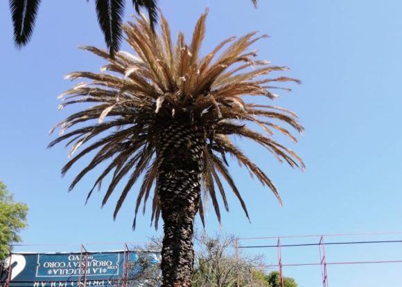 Inicia Ayuntamiento de Puebla el tratamiento de 150 palmeras