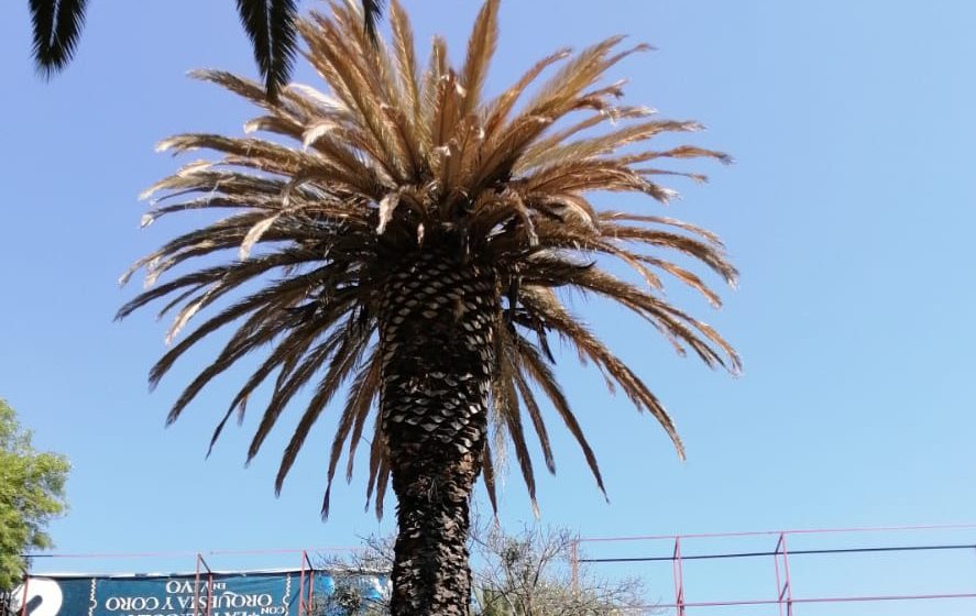 Inicia Ayuntamiento de Puebla el tratamiento de 150 palmeras