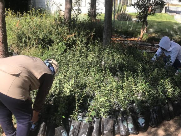 Donan 8 mil árboles para fortalecer áreas verdes