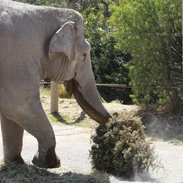 Recolectan 4 mil 500 árboles en la campaña Verde Navidad