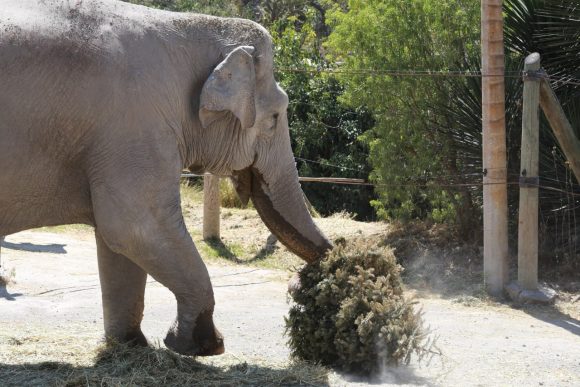 Recolectan 4 mil 500 árboles en la campaña Verde Navidad