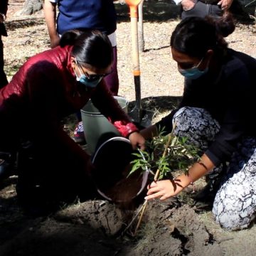 Realizan jornada de sustitución de árboles en el Parque de la Madre