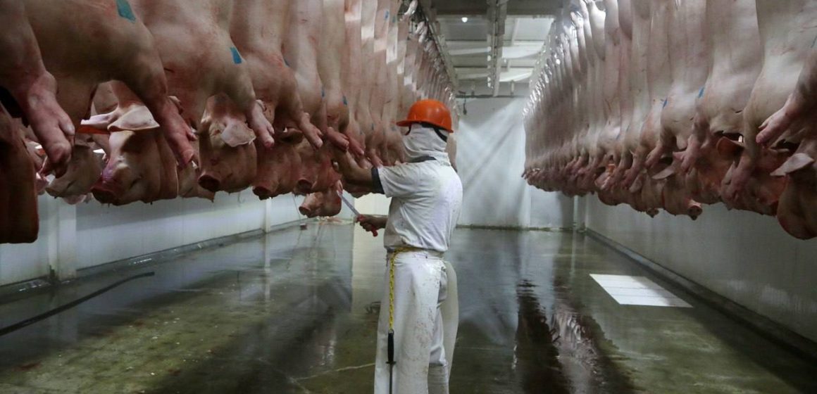 Convenio Rastro Municipal CMH 1 Rastro municipal decomisa 208 kg de carne y 94 animales por riesgo sanitario