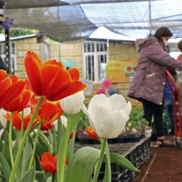 (FOTOS) Inaugura SDR temporada de tulipán con productores de Atlixco