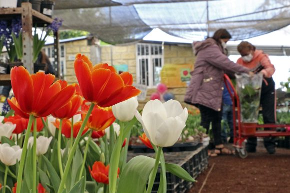(FOTOS) Inaugura SDR temporada de tulipán con productores de Atlixco
