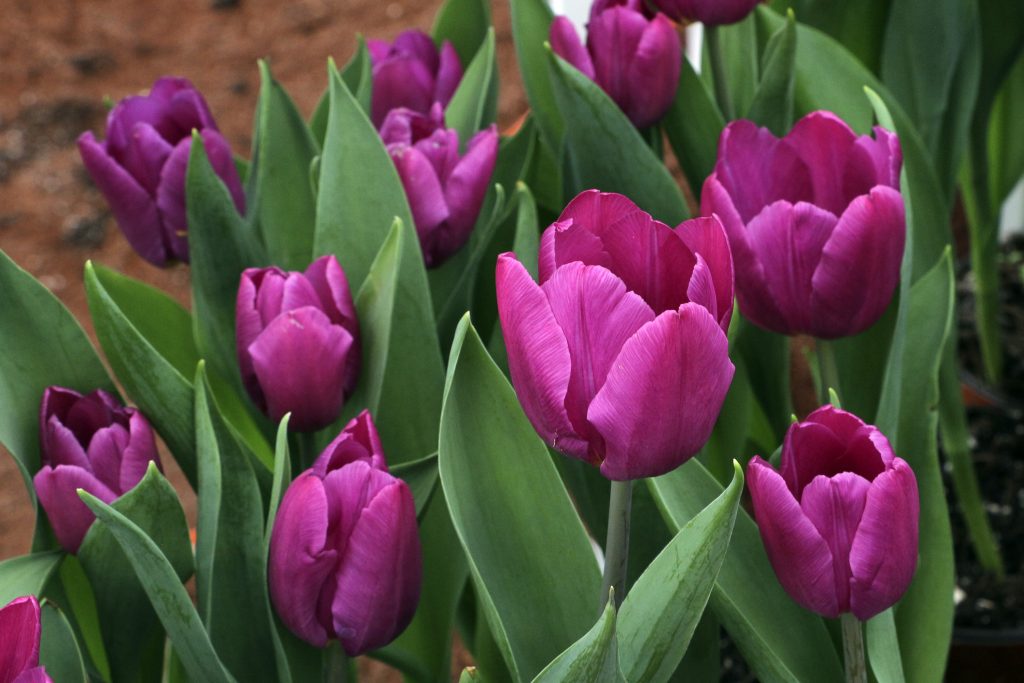 atlixco temporada de tulipanes 498347