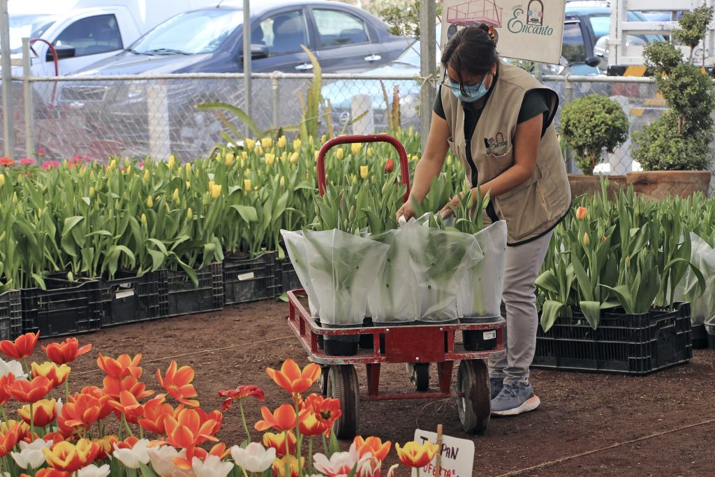 atlixco temporada de tulipanes 498353