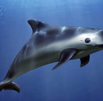 EU acusa a México de incumplir acuerdos ambientales por vaquita marina