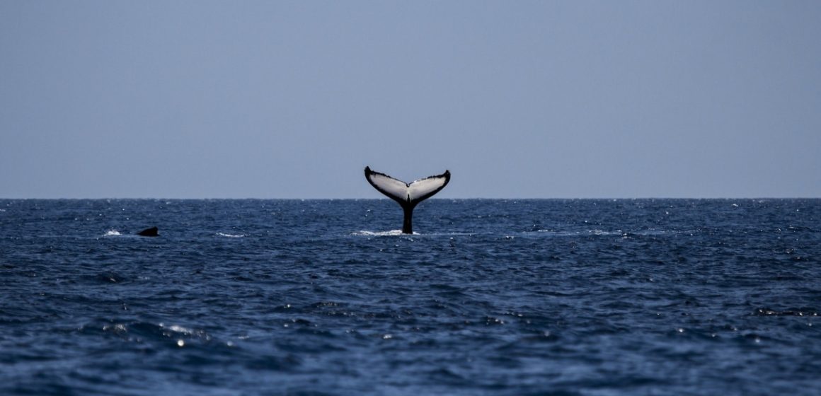 Islandia podría dejar de cazar ballenas a partir de 2024